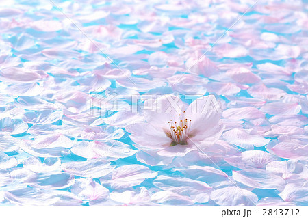 桜 水色 水面 一輪の写真素材