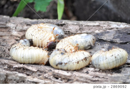 カブトムシ幼虫の写真素材