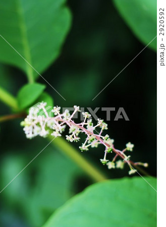 赤い茎 野草 山野草 小さい花の写真素材