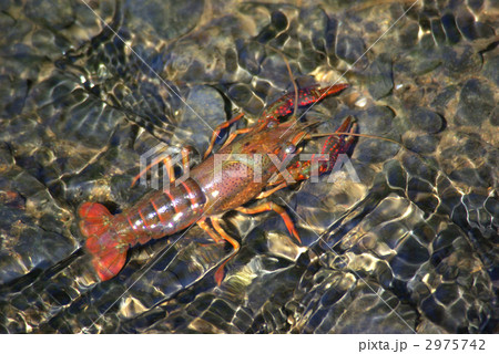 エビガニの写真素材