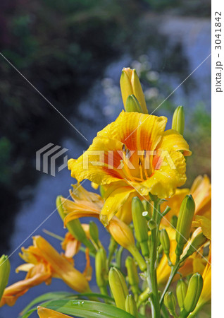 ユリ科 ヒメロカリス 花 植物の写真素材