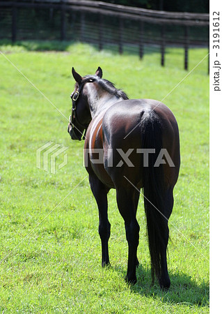 馬 サラブレッド 競走馬 後姿の写真素材