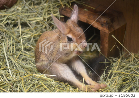 トビウサギの写真素材