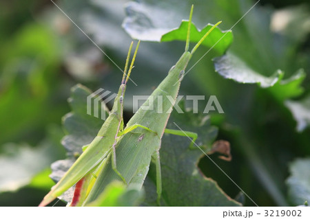 バッタ 昆虫 親子 つがいの写真素材