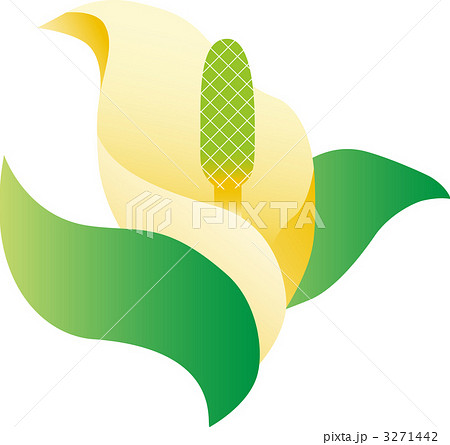 水芭蕉のイラスト素材