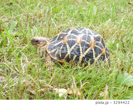 インドホシガメ ホシガメ 陸亀 リクガメの写真素材