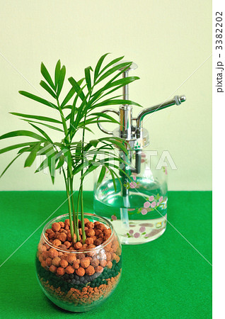 観葉植物 水耕栽培 テーブルヤシ ハイドロカルチャーの写真素材