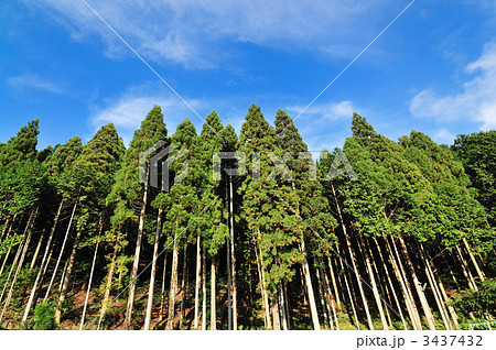 杉の木の写真素材