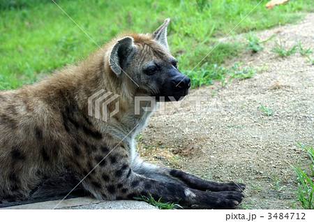 ハイエナ ブチハイエナ 野生動物 横顔の写真素材