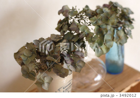 ドライフラワー 紫陽花 複数 フラワーアレンジメントの写真素材
