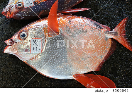 マンダイ 魚 さかなの写真素材