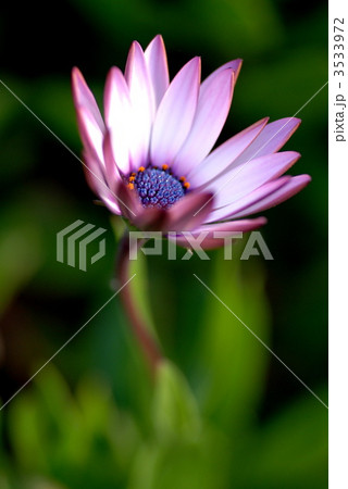 ディモルフォセカ 花 植物 白色の写真素材 - PIXTA