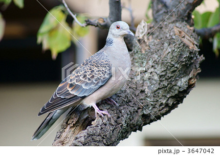 鳩 灰色の写真素材 - PIXTA