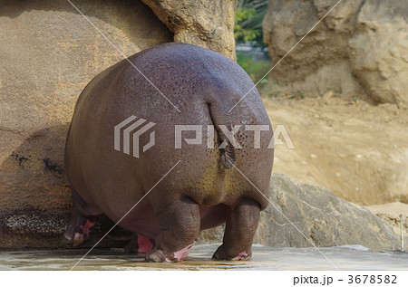 おしり しっぽ カバ 尻尾の写真素材