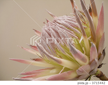 キングプロテアの花の写真素材 Pixta