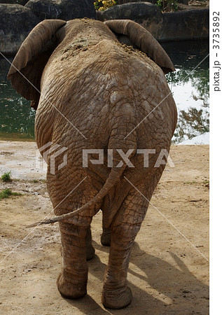 象の後ろ姿 動物の写真素材