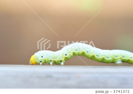 虫 幼虫 尺取虫 かわいいの写真素材