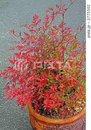 姫南天 ナンテンの写真素材