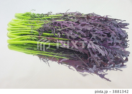 ミズナ 紫水菜 冬野菜 葉物野菜 紫色の写真素材