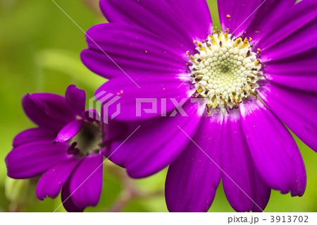 花粉 雄しべ サイネリア 花の写真素材