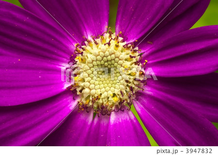 花粉 雄しべ サイネリア 花の写真素材