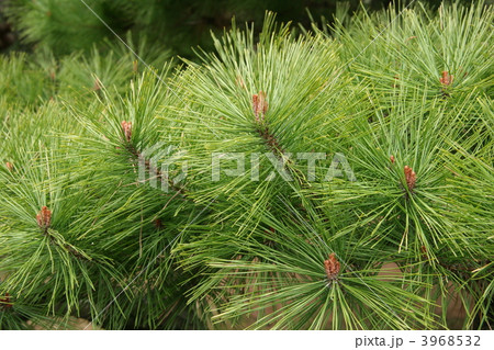 松 針葉樹林 葉 草葉の写真素材