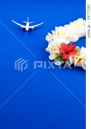 花 植物 南国 白い花 コピースペース ハイビスカス レイ 飾りの写真素材