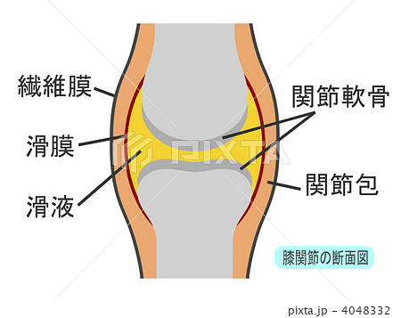 膝関節のイラスト素材