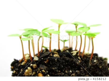 モロヘイヤ 新芽 芽 発芽の写真素材