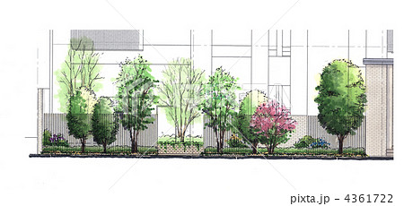 植栽計画 スケッチ 立面図 デザイン 植木の写真素材
