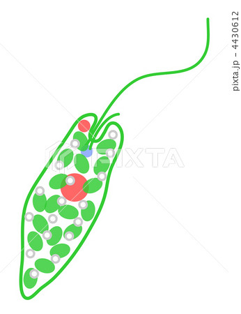 ミドリムシのイラスト素材