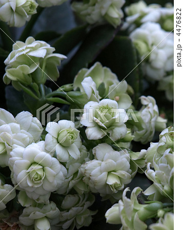 カランコエ 花 常緑多年草 春日井市の写真素材