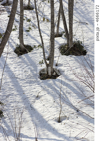 雪根開きの写真素材