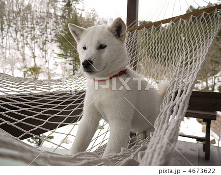 北海道犬写真集 25232002138.jpg
