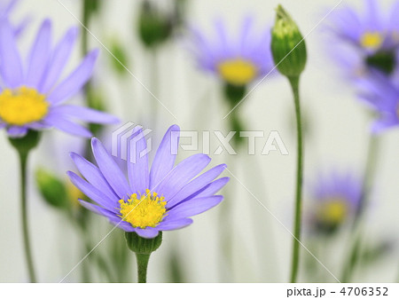 フェリシア 花の写真素材