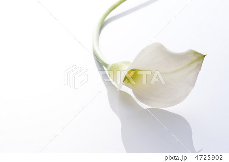 花 カラー 生け花 生花の写真素材