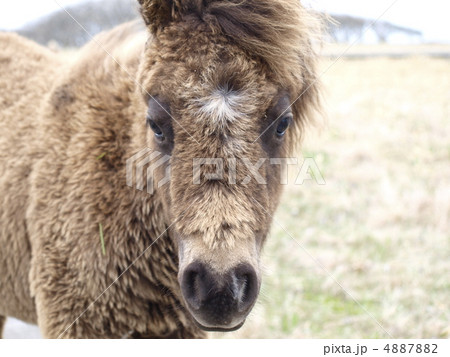 馬 ポニー 小さな馬 長毛の写真素材