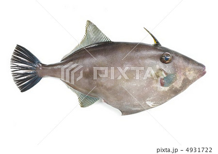 ウマヅラハギ 馬面剥 魚 魚類の写真素材