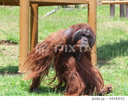 オラウータン ボルネオオラウータン 動物 ショウジョウの写真素材