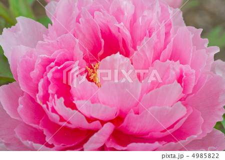 牡丹 ぼたん ピンクの花 ボタンの写真素材 - PIXTA