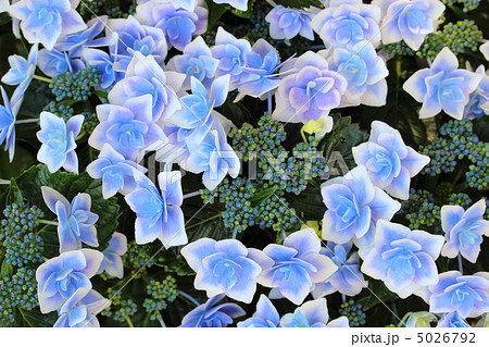 紫陽花 ガクアジサイ 金平糖 額紫陽花の写真素材