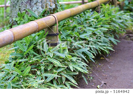 背が低い笹 垣根 庭の写真素材