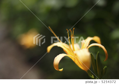 キスゲの仲間の写真素材