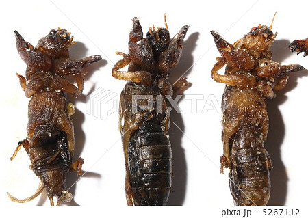 オケラの写真素材