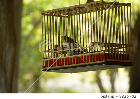 メジロ めじろ 鳥かご 鳥籠の写真素材 - PIXTA