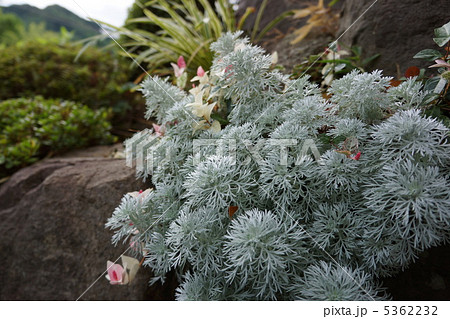 アルテミシア 植物の写真素材