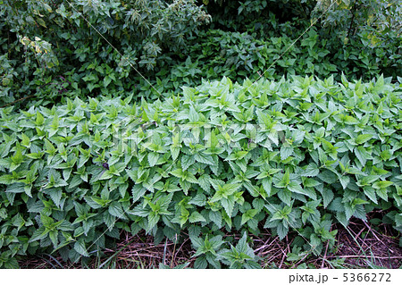セイヨウイラクサ 植物 食用植物 雑草 イラクサ科の写真素材