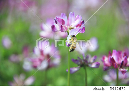 ミツバチ 花畑 蓮 田畑の写真素材