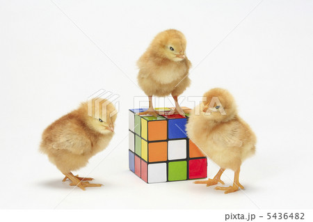 ヒヨコ ひよこ 成長 鶏の写真素材