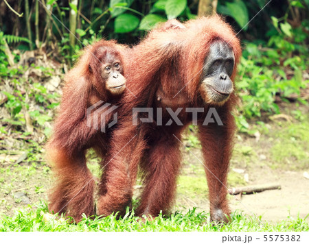 抱っこオランウータンの写真素材